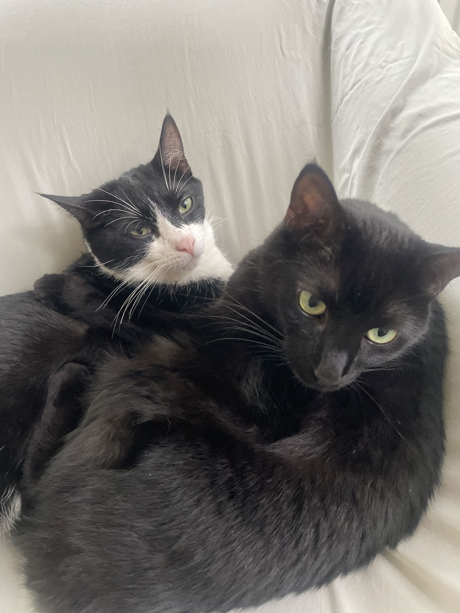 adoptable Cat in Traverse City, MI named Modgui