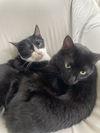 adoptable Cat in traverse city, MI named Modgui