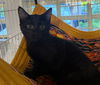 adoptable Cat in traverse city, MI named Leah