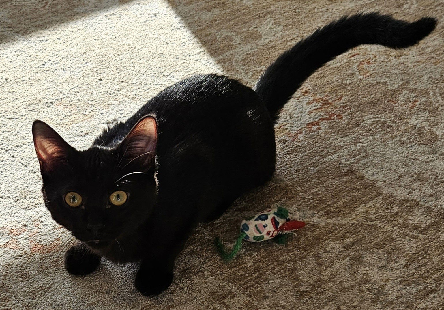 adoptable Cat in Traverse City, MI named Leah