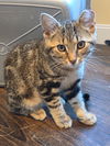 adoptable Cat in  named Munchkin