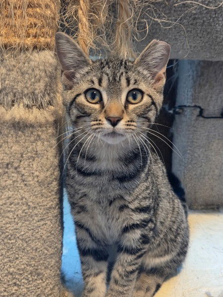 adoptable Cat in Traverse City, MI named Henry