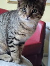 adoptable Cat in  named Toto