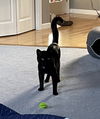 adoptable Cat in , MI named Scotty