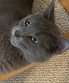 adoptable Cat in , MI named Ashley
