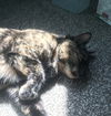 adoptable Cat in traverse city, MI named Miss Kitty