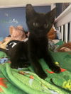 adoptable Cat in , MI named Shadow