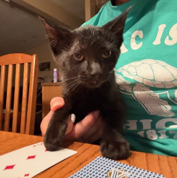 adoptable Cat in Traverse City, MI named Coal