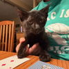 adoptable Cat in , MI named Coal