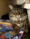 adoptable Cat in traverse city, MI named Luna