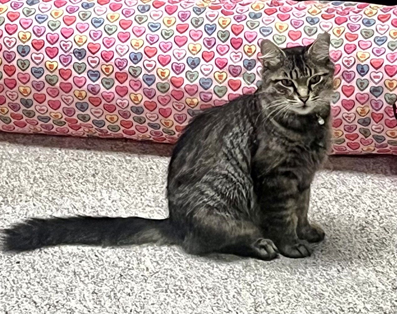 adoptable Cat in Traverse City, MI named Pepper