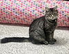 adoptable Cat in , MI named Pepper