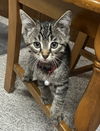 adoptable Cat in  named Anise