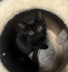 adoptable Cat in , MI named Basil