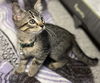 adoptable Cat in  named Clover