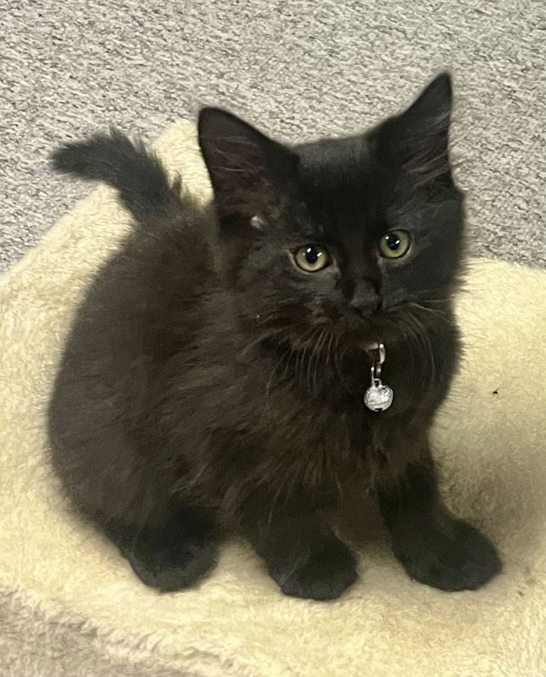 adoptable Cat in Traverse City, MI named Dill