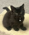 adoptable Cat in , MI named Dill