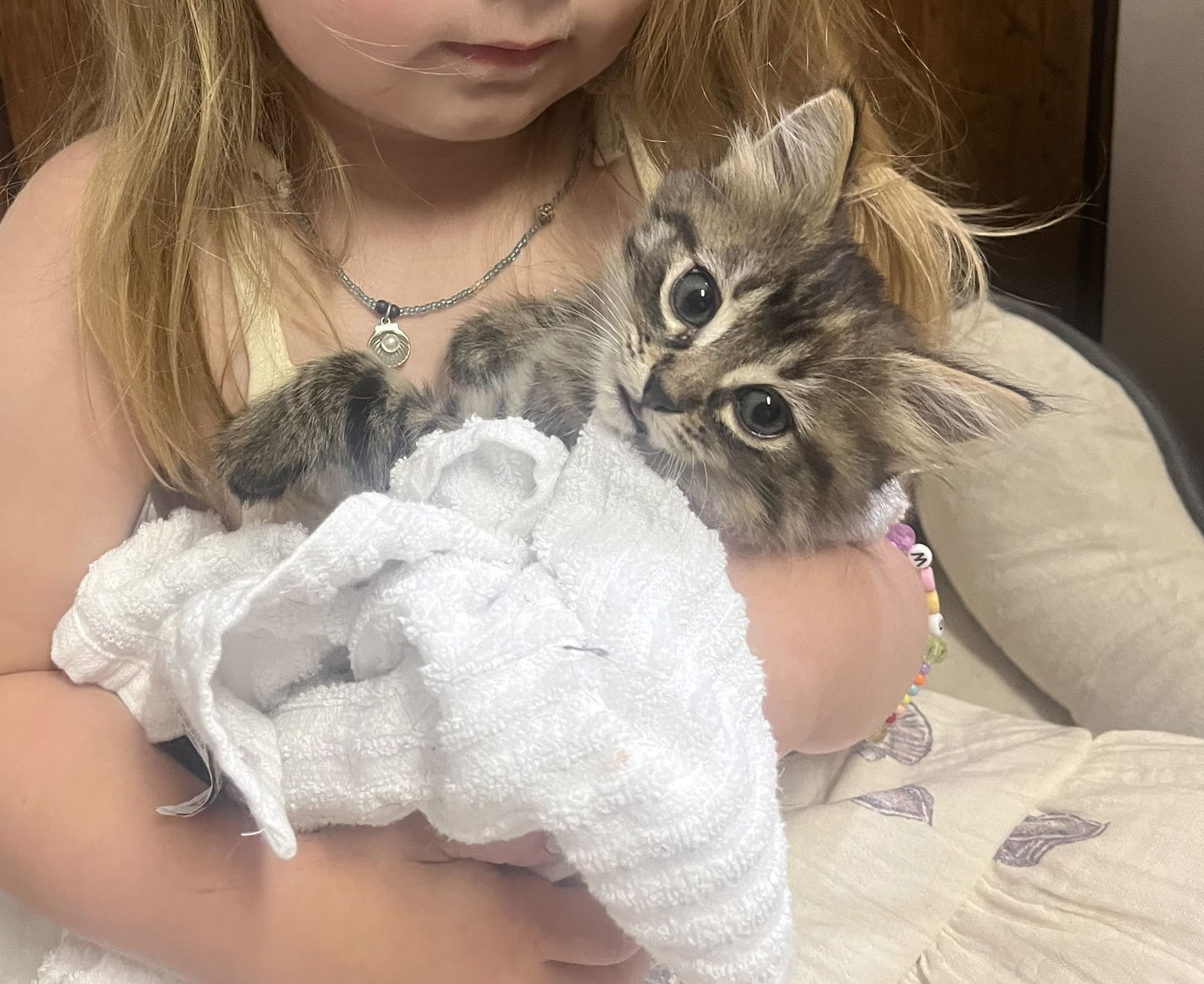 adoptable Cat in Traverse City, MI named Nutmeg
