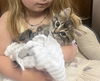 adoptable Cat in , MI named Nutmeg