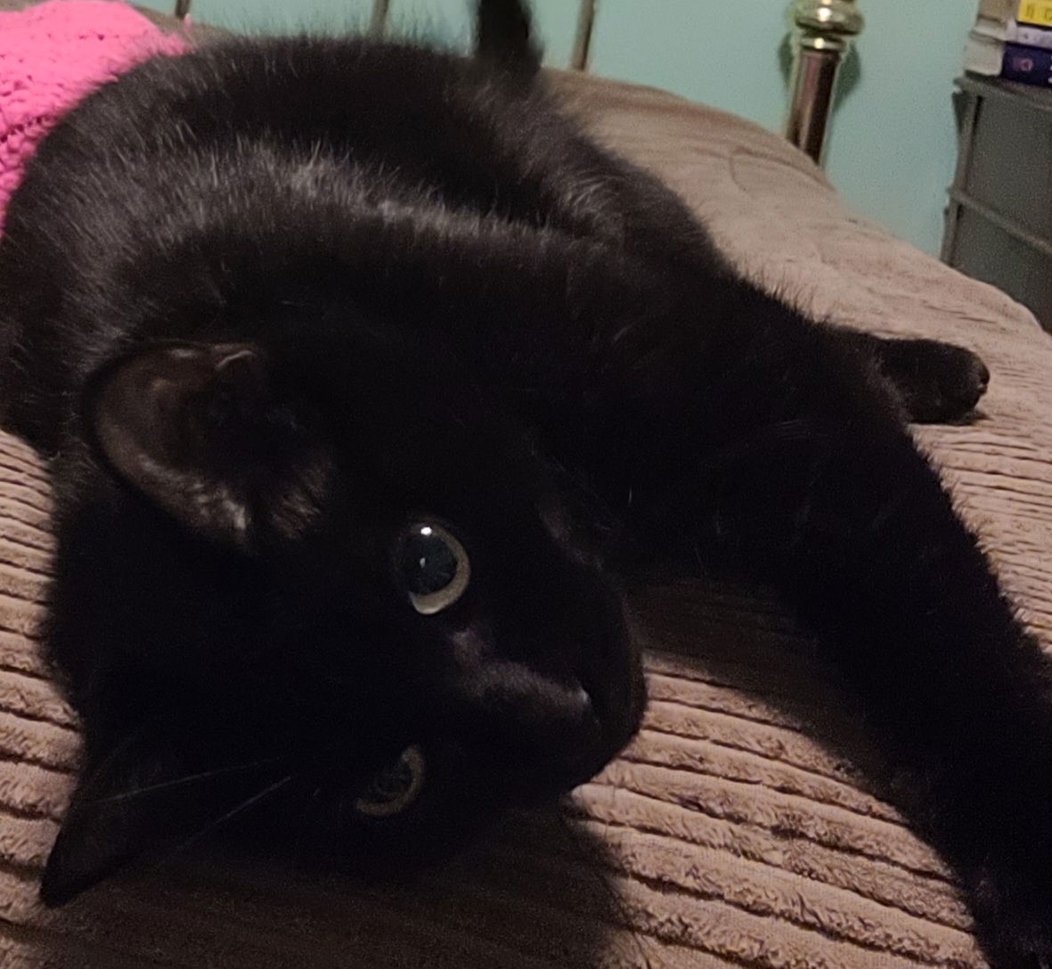 adoptable Cat in Traverse City, MI named Molly