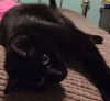 adoptable Cat in , MI named Molly