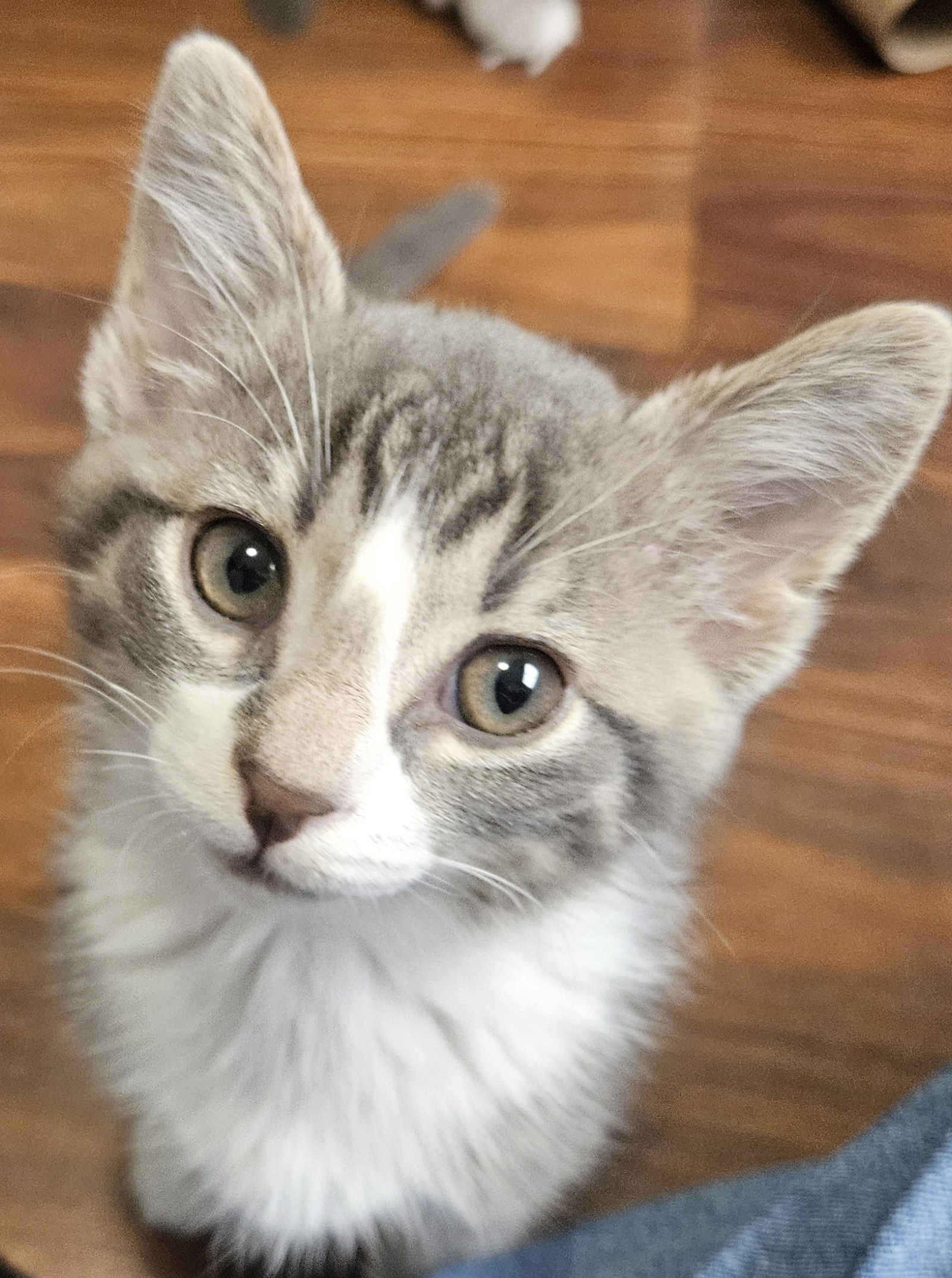 adoptable Cat in Traverse City, MI named Lee