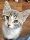 adoptable Cat in  named Lee