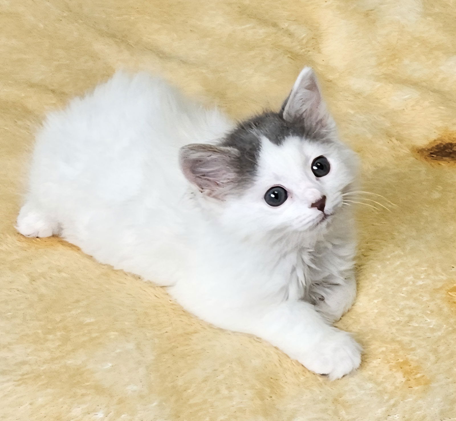 adoptable Cat in Traverse City, MI named Sara