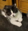 adoptable Cat in , MI named Oveckin