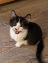 adoptable Cat in , MI named S