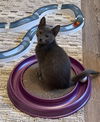adoptable Cat in , MI named Smokie