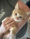 adoptable Cat in  named Mr. Minnow