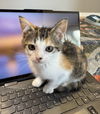 adoptable Cat in  named Turtle