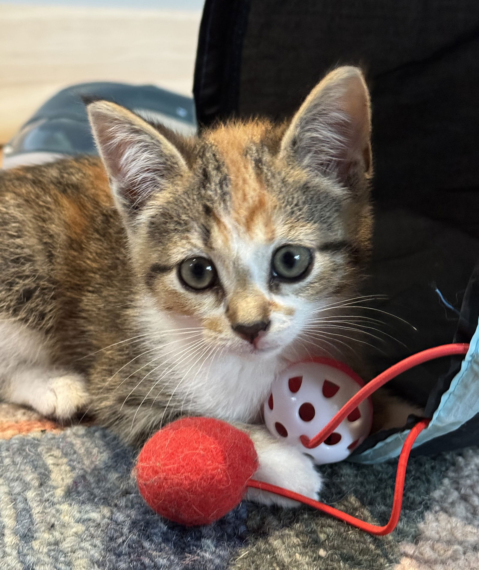 adoptable Cat in Traverse City, MI named Baby Bird