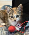 adoptable Cat in  named Baby Bird
