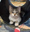 adoptable Cat in  named Bunny