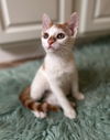 adoptable Cat in  named Reggie