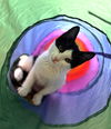 adoptable Cat in  named Shila