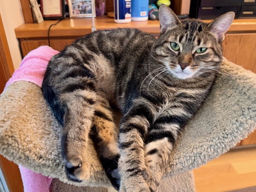 picture of the cat needing adoption