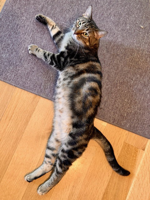 ETHEL - Domestic Short Hair / Tabby available for adoption