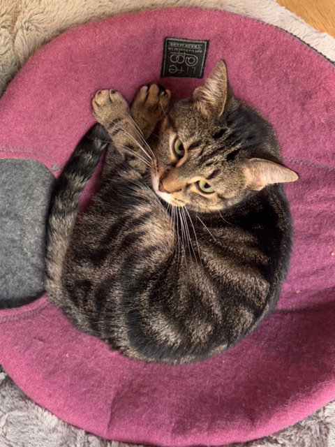 Lucy Image