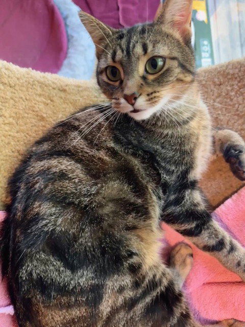 LUCY - Domestic Short Hair / Tabby available for adoption