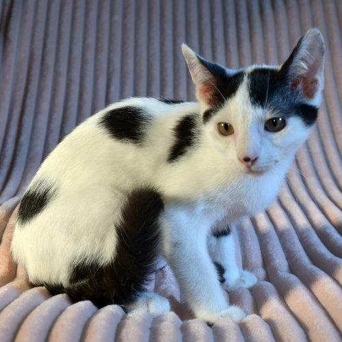 picture of the cat needing adoption