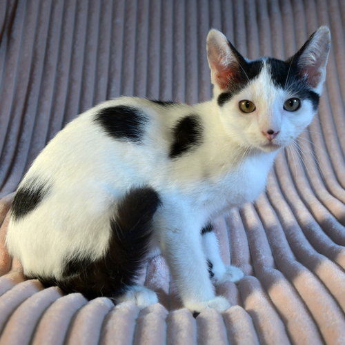 PING - Domestic Short Hair available for adoption