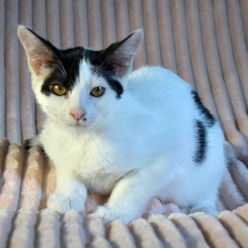 picture of the cat needing adoption