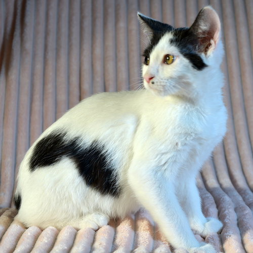 CALLAWAY - Domestic Short Hair available for adoption