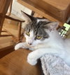 Sissy - Photo 2