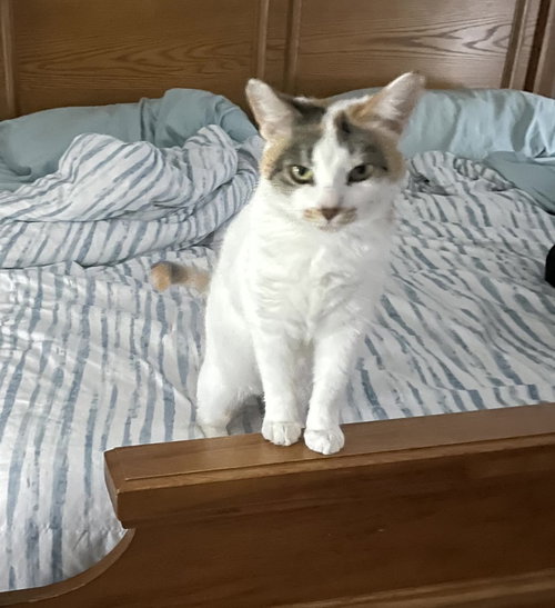 picture of the cat needing adoption