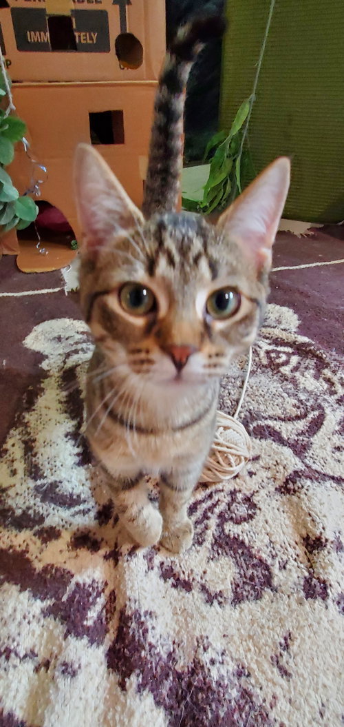 ALICE - Domestic Short Hair / Tabby available for adoption