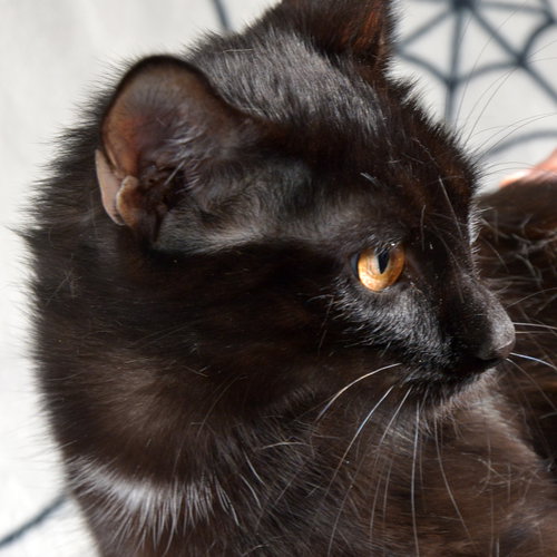 picture of the cat needing adoption